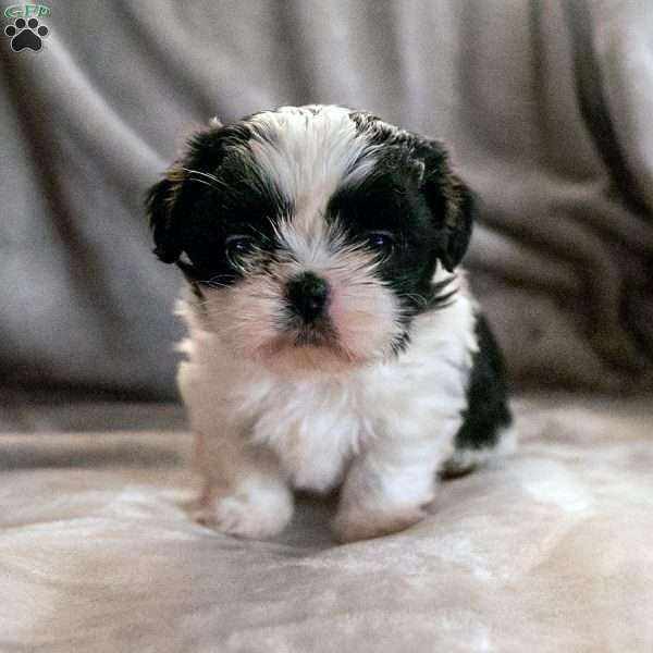 Blossom, Shih Tzu Puppy